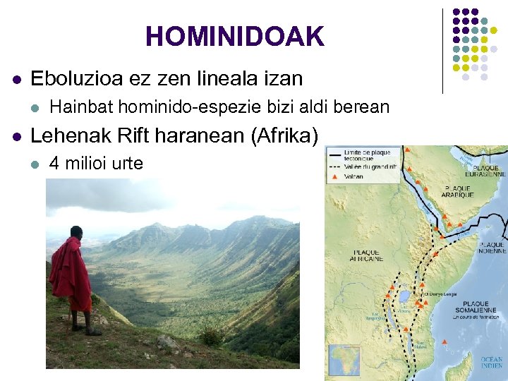 HOMINIDOAK l Eboluzioa ez zen lineala izan l l Hainbat hominido-espezie bizi aldi berean