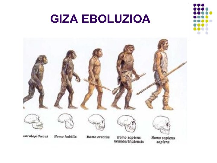 GIZA EBOLUZIOA 