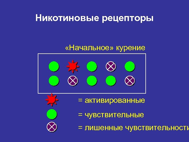 Никотиновые рецепторы «Начальное» курение = активированные = чувствительные = лишенные чувствительности 