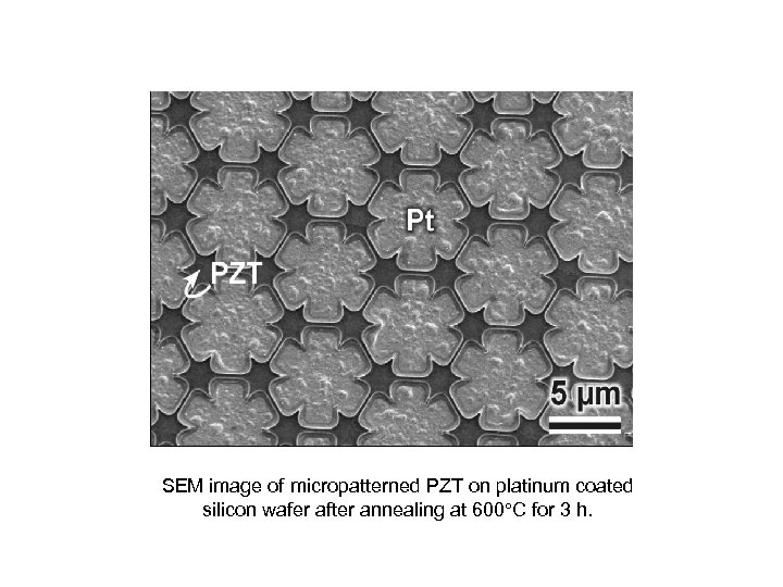 SEM image of micropatterned PZT on platinum coated silicon wafer after annealing at 600