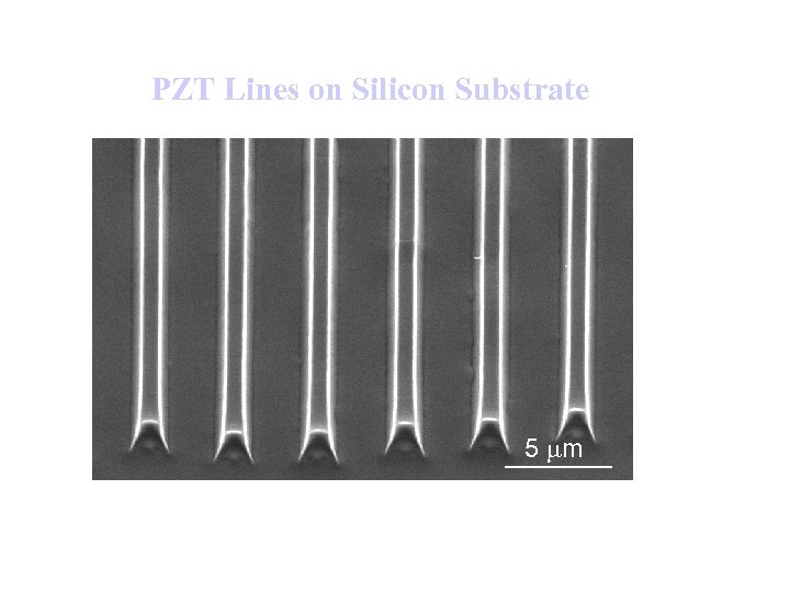 PZT Lines on Silicon Substrate 5 m 