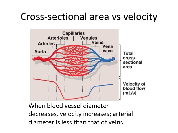 Cross-sectional area vs velocity When blood vessel diameter decreases, velocity increases; arterial diameter is
