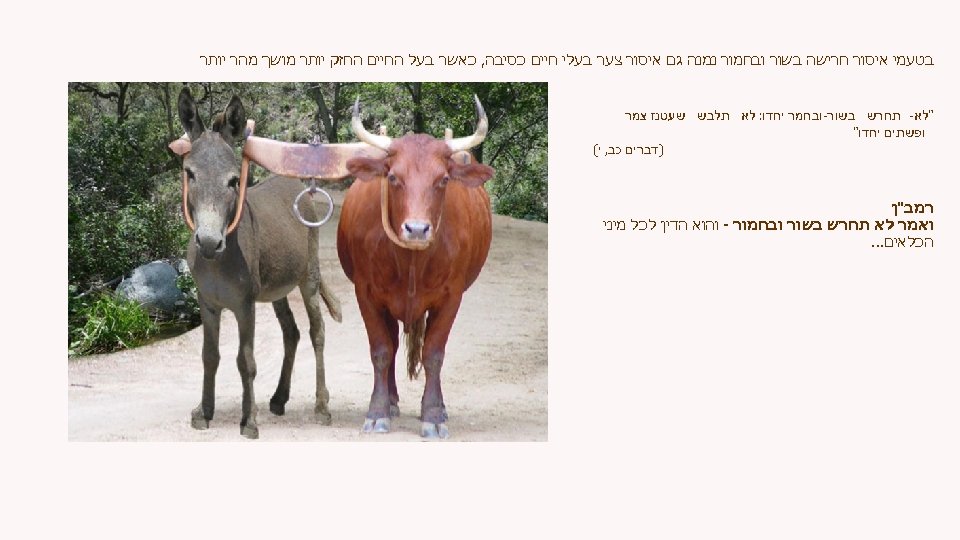 בטעמי איסור חרישה בשור ובחמור נמנה גם איסור צער בעלי חיים כסיבה, כאשר