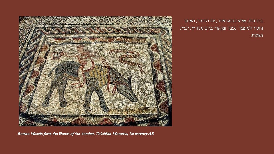  בתרבות, שלא כבמציאות , זכו החמור, האתון והעיר למﬠמד נכבד ונקשרו בהם מסורות