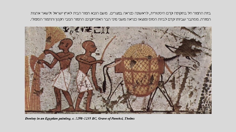  ביות החמור חל בתקופה קדם היסטורית, לראשונה כנראה במצרים. משם הובא חמור הבית