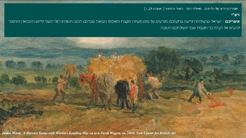  אשריכם זרעי על-כל-מים משלחי רגל- השור והחמור ) ישעיהו לב, כ( רש