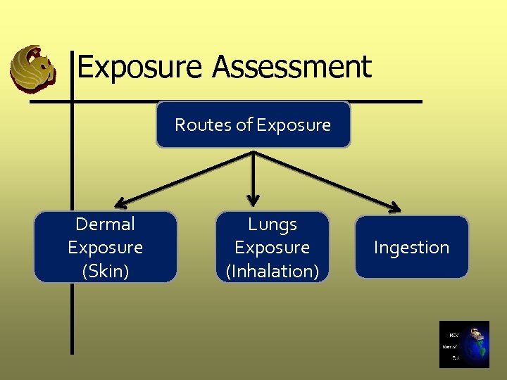 Exposure Assessment Routes of Exposure Dermal Exposure (Skin) Lungs Exposure (Inhalation) Ingestion 
