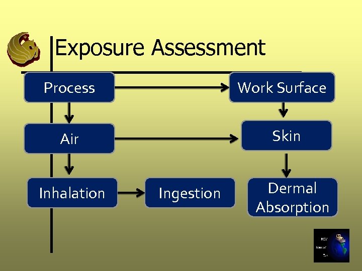 Exposure Assessment Process Work Surface Air Skin Inhalation Ingestion Dermal Absorption 