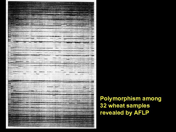 Polymorphism among 32 wheat samples revealed by AFLP 