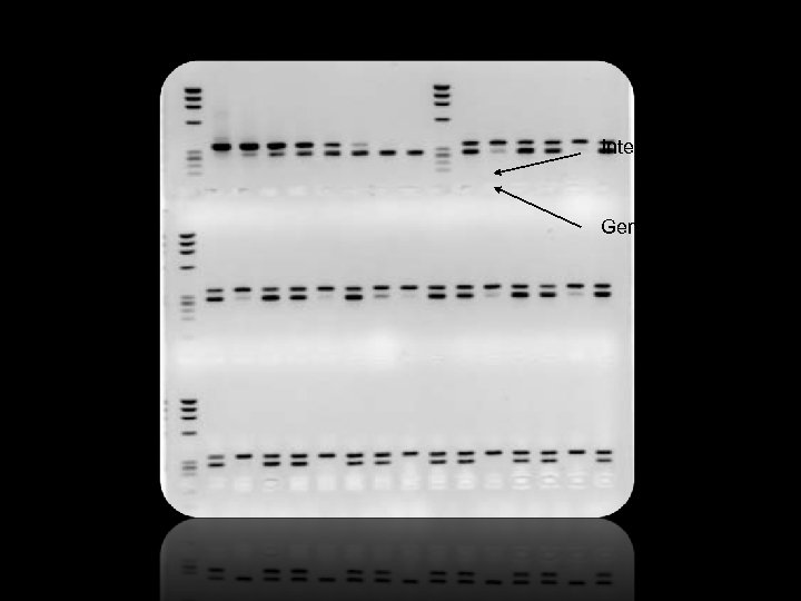 Internal standard Gene of interest 