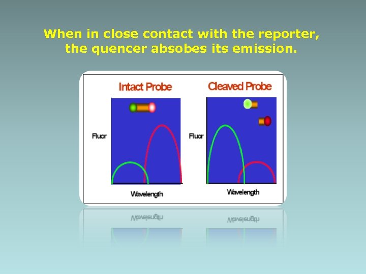 When in close contact with the reporter, the quencer absobes its emission. 