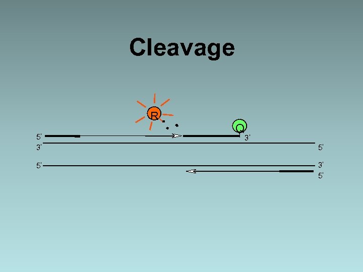 Cleavage R 5 Q 3 3 5 5 3 5 