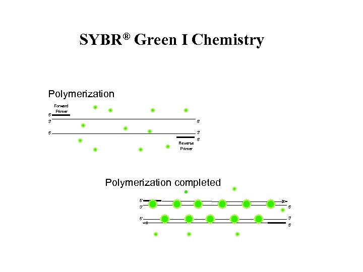 SYBR® Green I Chemistry Polymerization 5' Forward Primer 3' 5' 5' 3' Reverse Primer