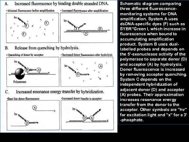 Schematic diagram comparing three different fluorescence monitoring systems for DNA amplification. System A uses