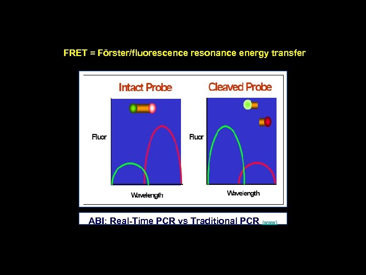 FRET = Förster/fluorescence resonance energy transfer ABI: Real Time PCR vs Traditional PCR (www)
