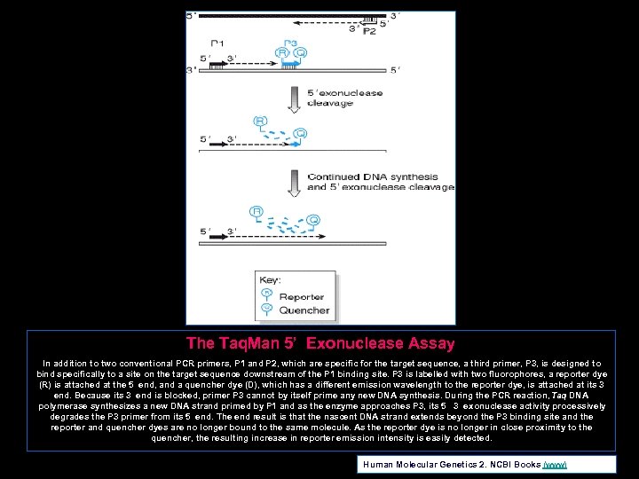 The Taq. Man 5’ Exonuclease Assay In addition to two conventional PCR primers, P