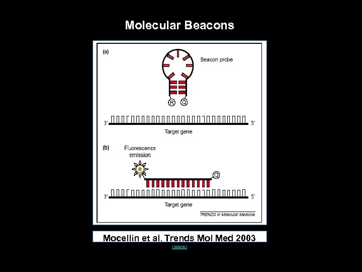 Molecular Beacons Mocellin et al. Trends Mol Med 2003 (www) 
