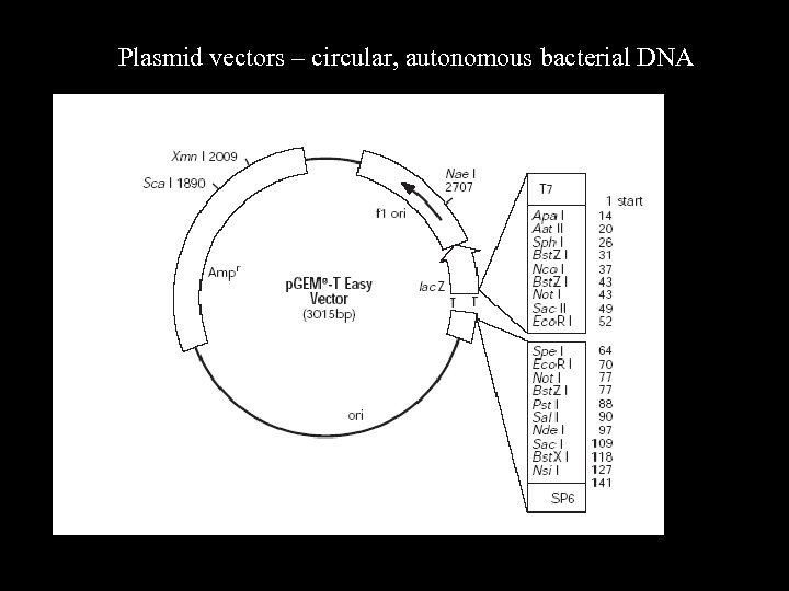 Plasmid vectors – circular, autonomous bacterial DNA 
