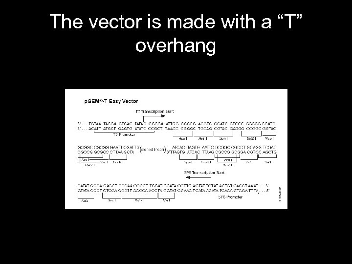 The vector is made with a “T” overhang 