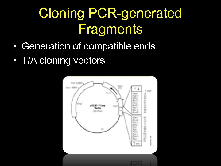 Cloning PCR-generated Fragments • Generation of compatible ends. • T/A cloning vectors 