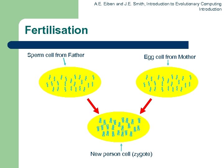 A. E. Eiben and J. E. Smith, Introduction to Evolutionary Computing Introduction Fertilisation Sperm