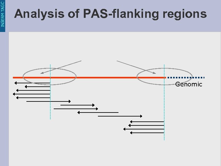 INSERM TAGC Analysis of PAS-flanking regions Genomic 