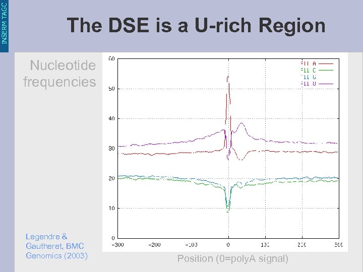 INSERM TAGC The DSE is a U-rich Region Nucleotide frequencies Legendre & Gautheret, BMC