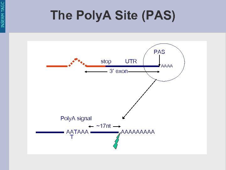INSERM TAGC The Poly. A Site (PAS) PAS stop UTR 3’ exon Poly. A