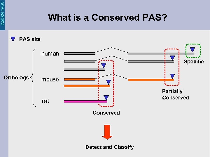 INSERM TAGC What is a Conserved PAS? PAS site human Specific Orthologs mouse Partially