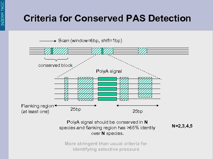 INSERM TAGC Criteria for Conserved PAS Detection Scan (window=6 bp, shift=1 bp) conserved block