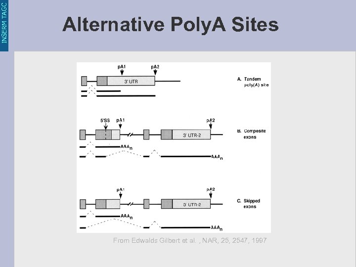 INSERM TAGC Alternative Poly. A Sites From Edwalds Gilbert et al. , NAR, 2547,