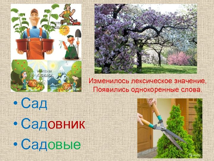 Однокоренные к слову сад