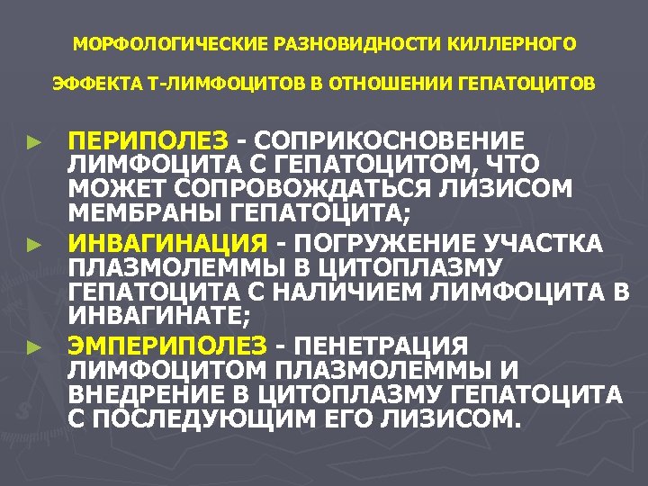 МОРФОЛОГИЧЕСКИЕ РАЗНОВИДНОСТИ КИЛЛЕРНОГО ЭФФЕКТА Т-ЛИМФОЦИТОВ В ОТНОШЕНИИ ГЕПАТОЦИТОВ ПЕРИПОЛЕЗ - СОПРИКОСНОВЕНИЕ ЛИМФОЦИТА С ГЕПАТОЦИТОМ,