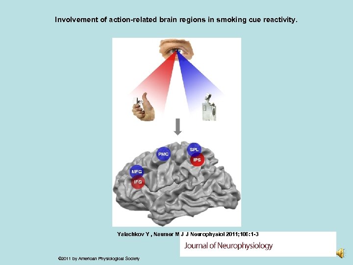 Involvement of action-related brain regions in smoking cue reactivity. Yalachkov Y , Naumer M