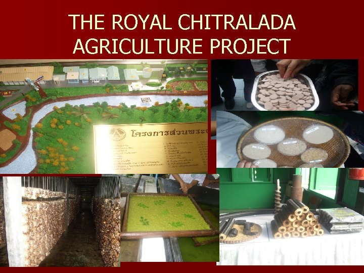 THE ROYAL CHITRALADA AGRICULTURE PROJECT 