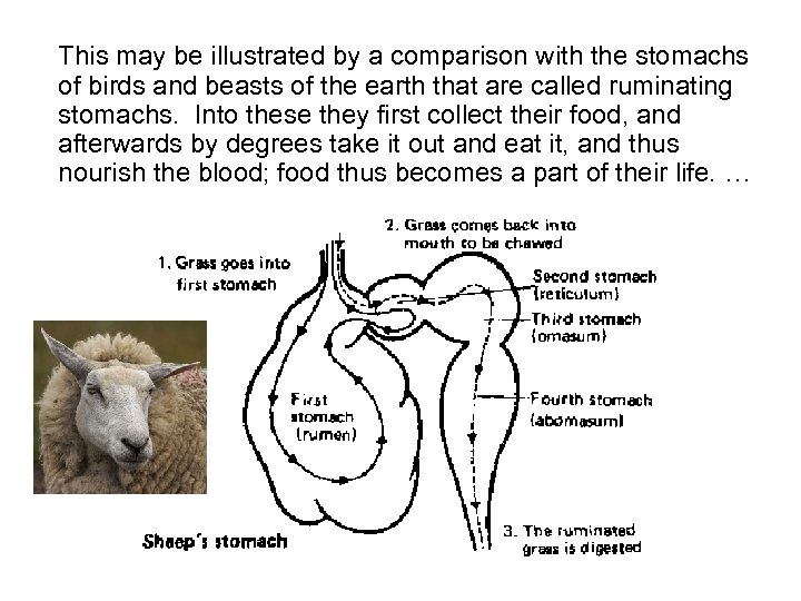 This may be illustrated by a comparison with the stomachs of birds and beasts