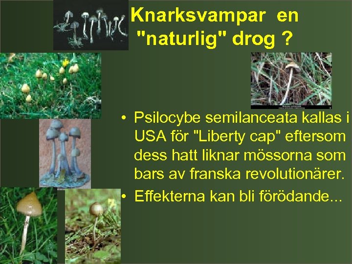 Knarksvampar en 