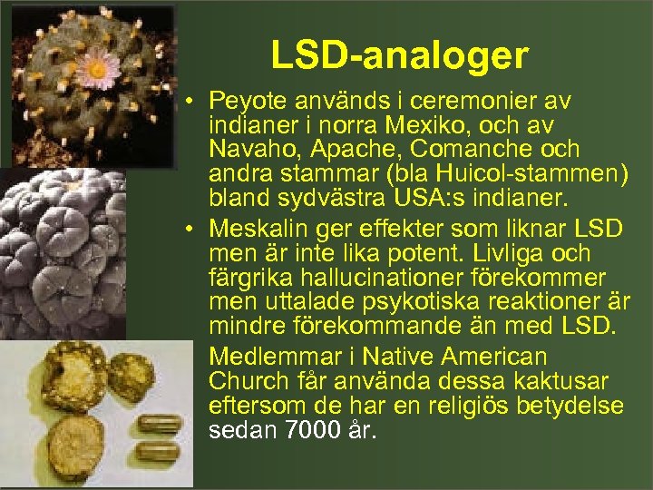 LSD-analoger • Peyote används i ceremonier av indianer i norra Mexiko, och av Navaho,