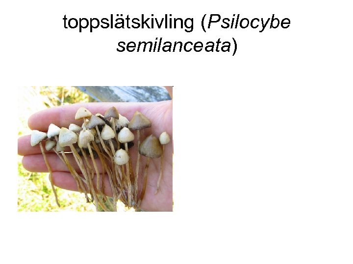 toppslätskivling (Psilocybe semilanceata) 