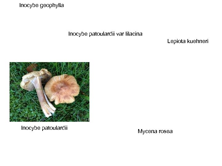 Inocybe geophylla Inocybe patoulardii var lilacina Lepiota kuehneri Inocybe patoulardii Mycena rosea 