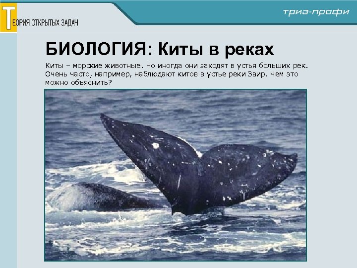 БИОЛОГИЯ: Киты в реках Киты – морские животные. Но иногда они заходят в устья