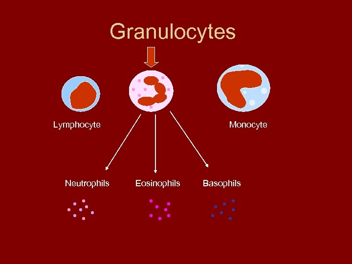 Granulocytes Lymphocyte Neutrophils Monocyte Eosinophils Basophils 