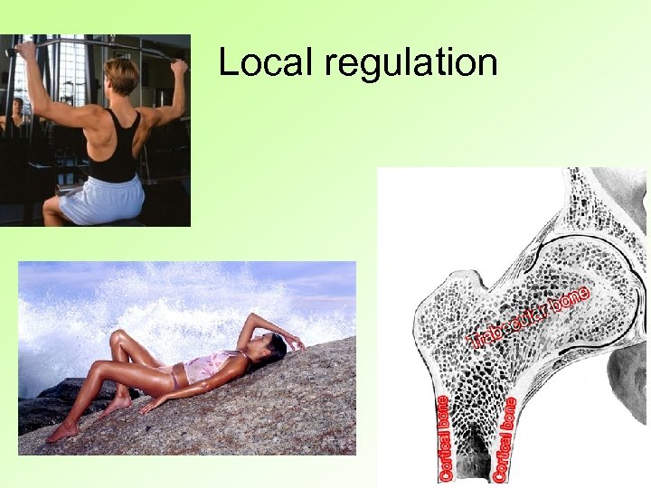 Local regulation 