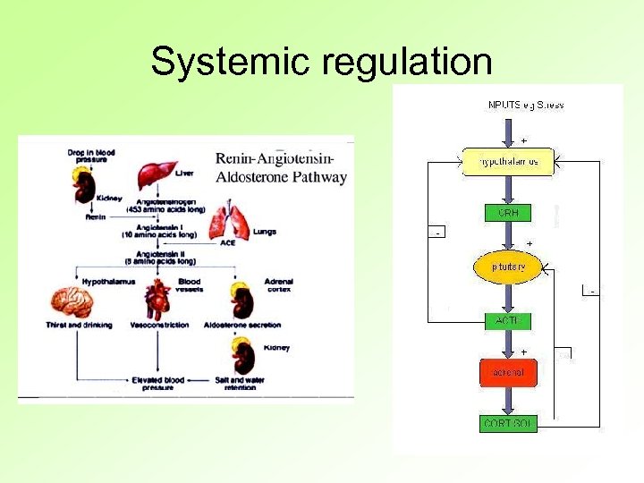 Systemic regulation 