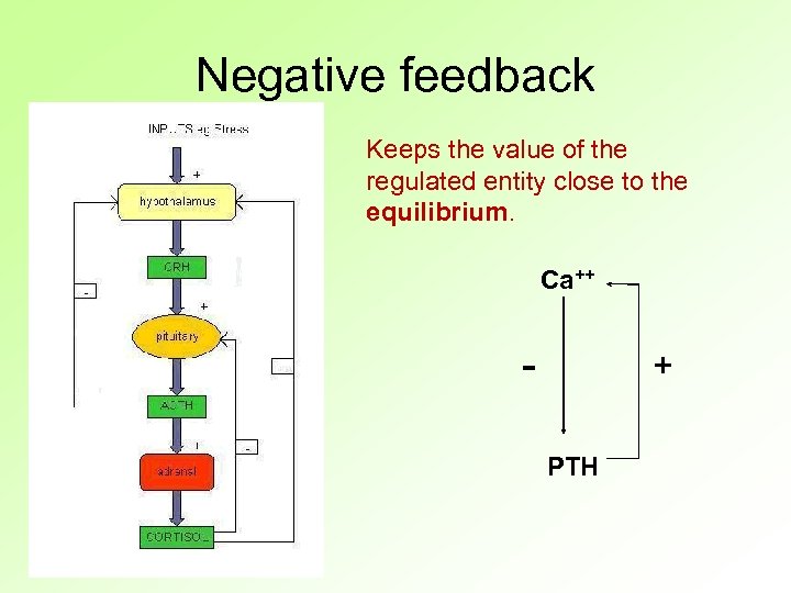 Negative feedback Keeps the value of the regulated entity close to the equilibrium. Ca++