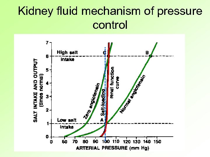 Kidney fluid mechanism of pressure control 