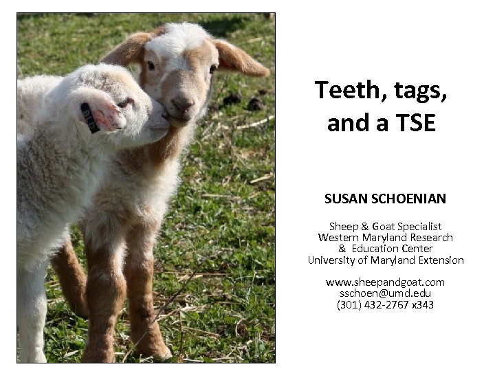 Teeth, tags, and a TSE SUSAN SCHOENIAN Sheep & Goat Specialist Western Maryland Research