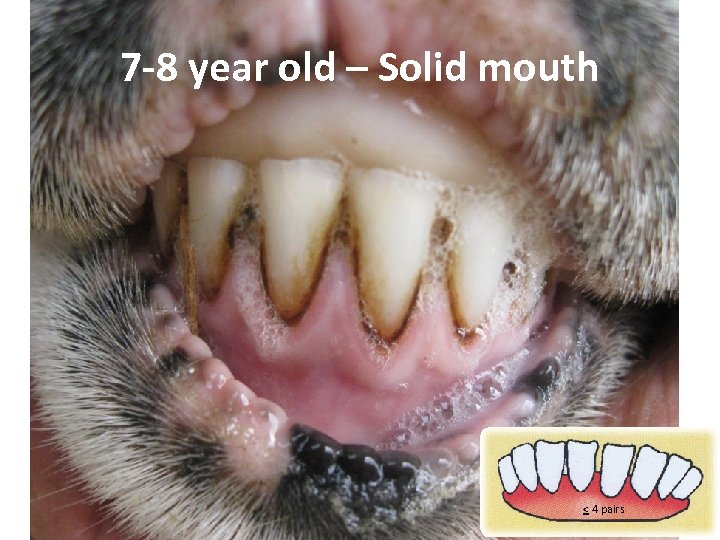 7 -8 year old – Solid mouth < 4 pairs 