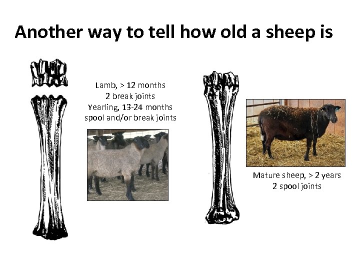 Another way to tell how old a sheep is Lamb, > 12 months 2