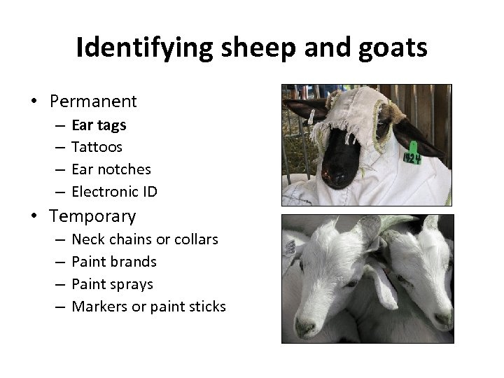 Identifying sheep and goats • Permanent – – Ear tags Tattoos Ear notches Electronic